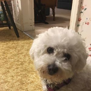 Meet your Posher, Brielle